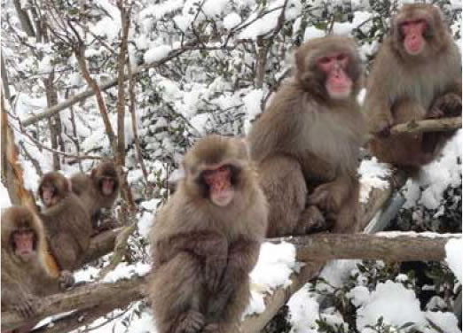 霊長類学・野生動物系イメージ